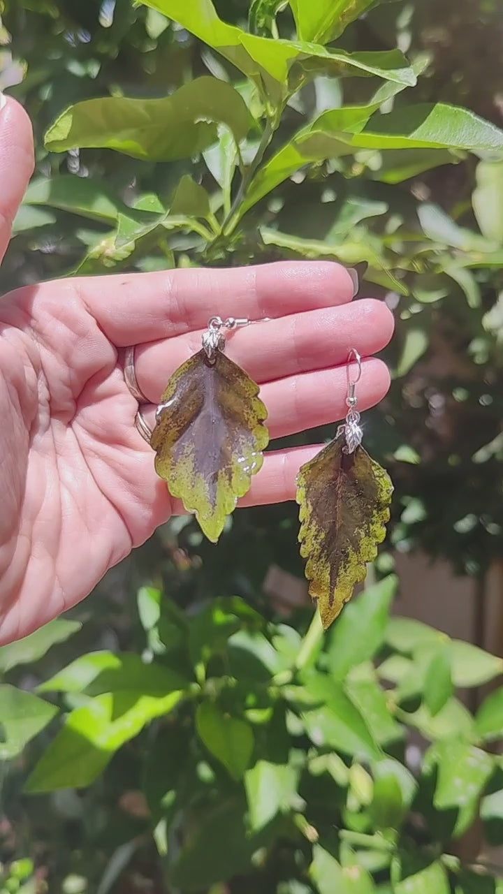 Pendientes colgantes artesanos. Hojas reales de coleo preservadas con enganche hipoalergénico
