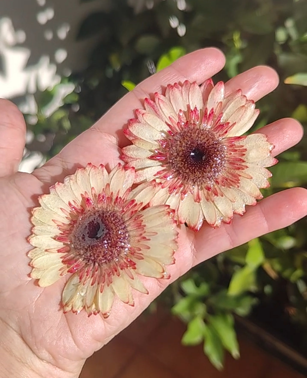 Real Gerbera Flower Earrings. Handmade Resin Jewelry, Yellow & Blush Pink Pressed Flowers, Botanical Floral Earrings Gift