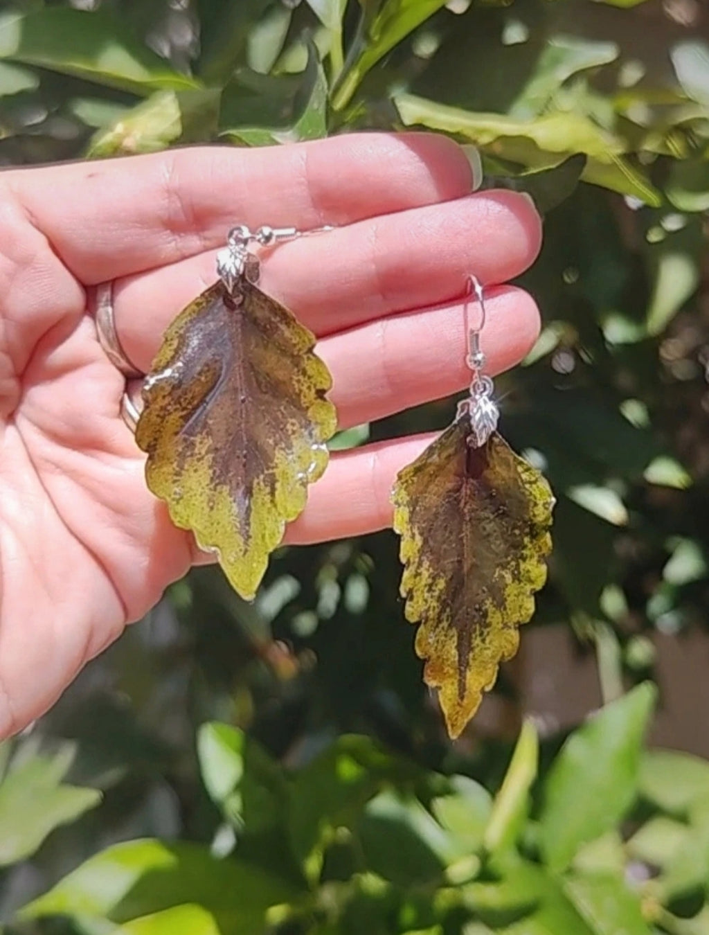 Pendientes colgantes artesanos. Hojas reales de coleo preservadas con enganche hipoalergénico
