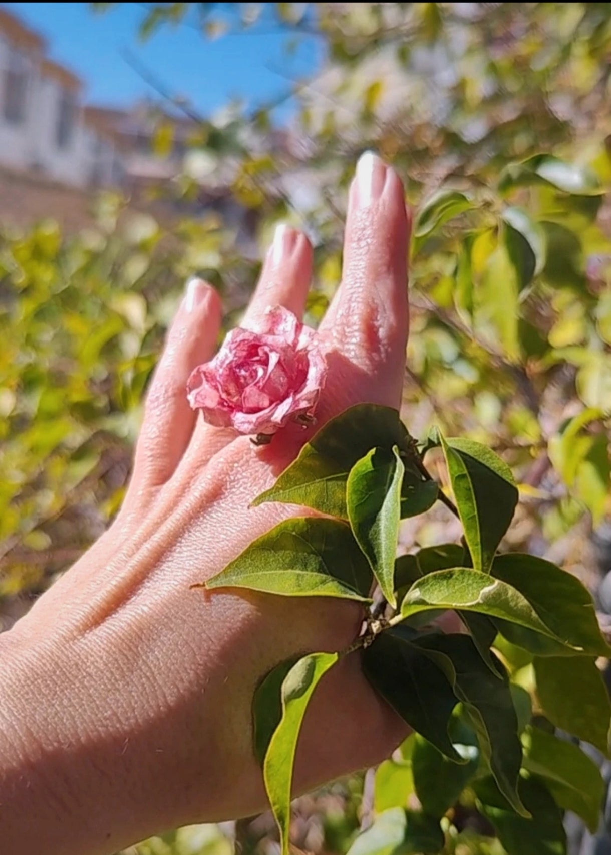 Anillo de rosa real resinada