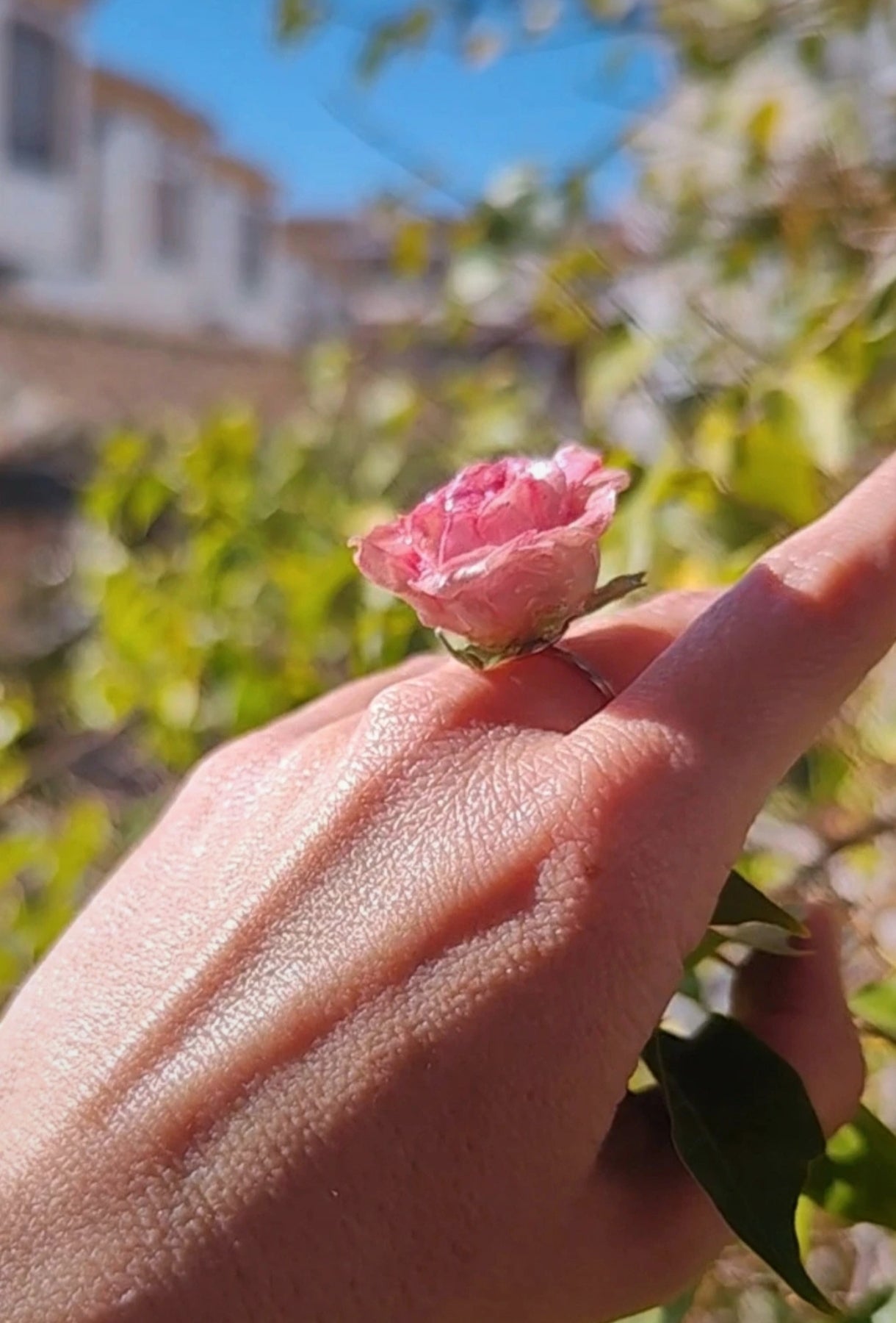 Anillo de rosa real resinada