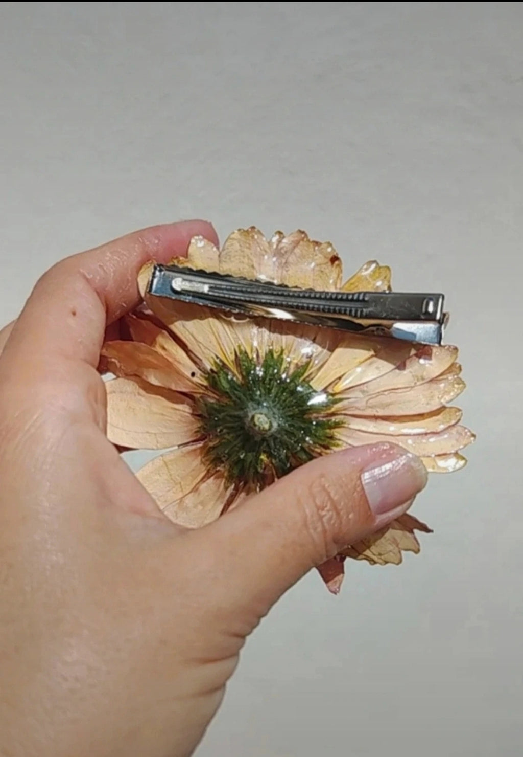 Clip de pelo de gerbera