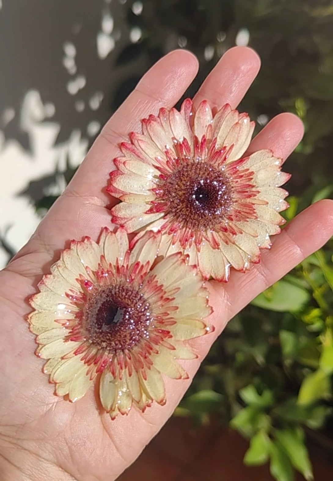 Real Gerbera Flower Earrings. Handmade Resin Jewelry, Yellow & Blush Pink Pressed Flowers, Botanical Floral Earrings Gift