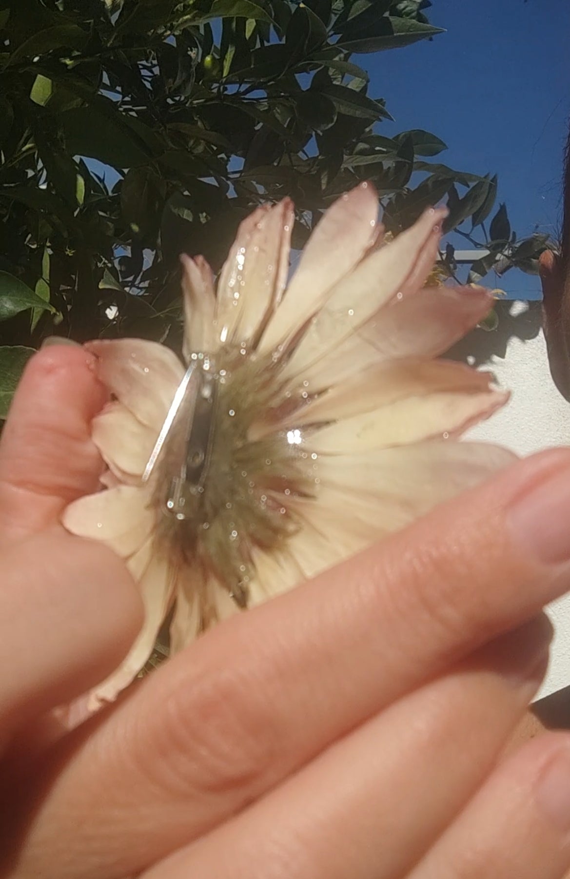 Collar Doble 2 en 1 con Flor Real de Gerbera Rosa Resinada, Cuarzo Rosa y Cristal Facetado. Collar Natural Desmontable con Alfiler. Joyería Hecha a Mano
