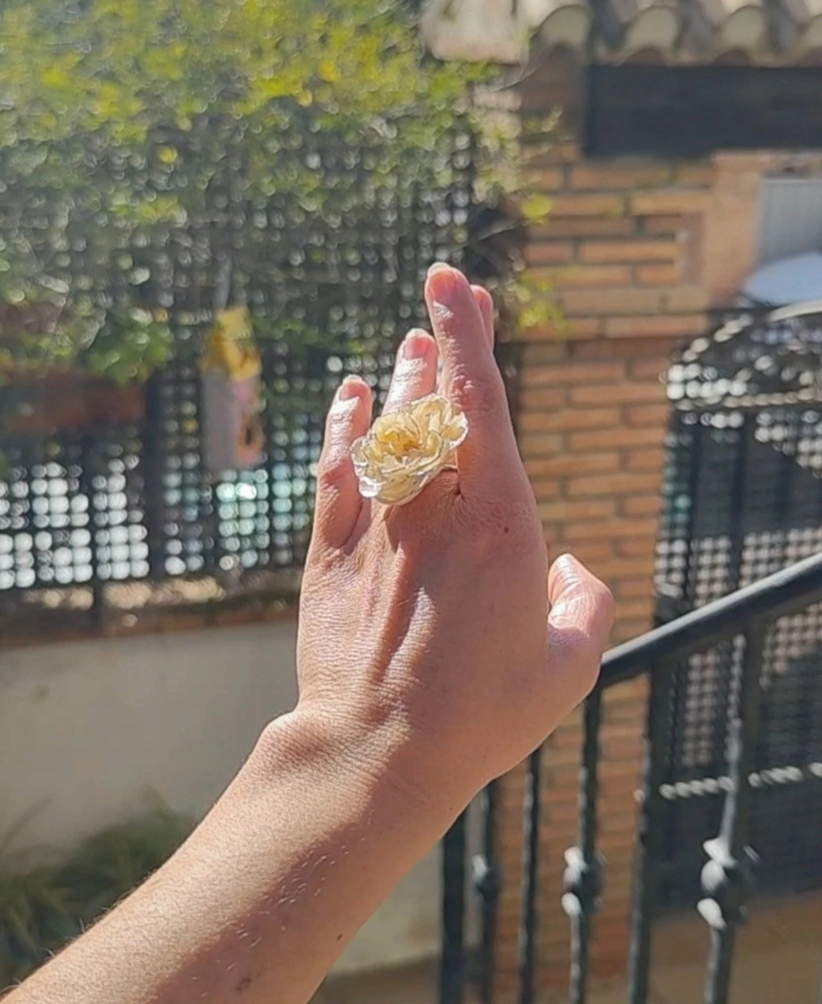 Anillo de rosa real resinada