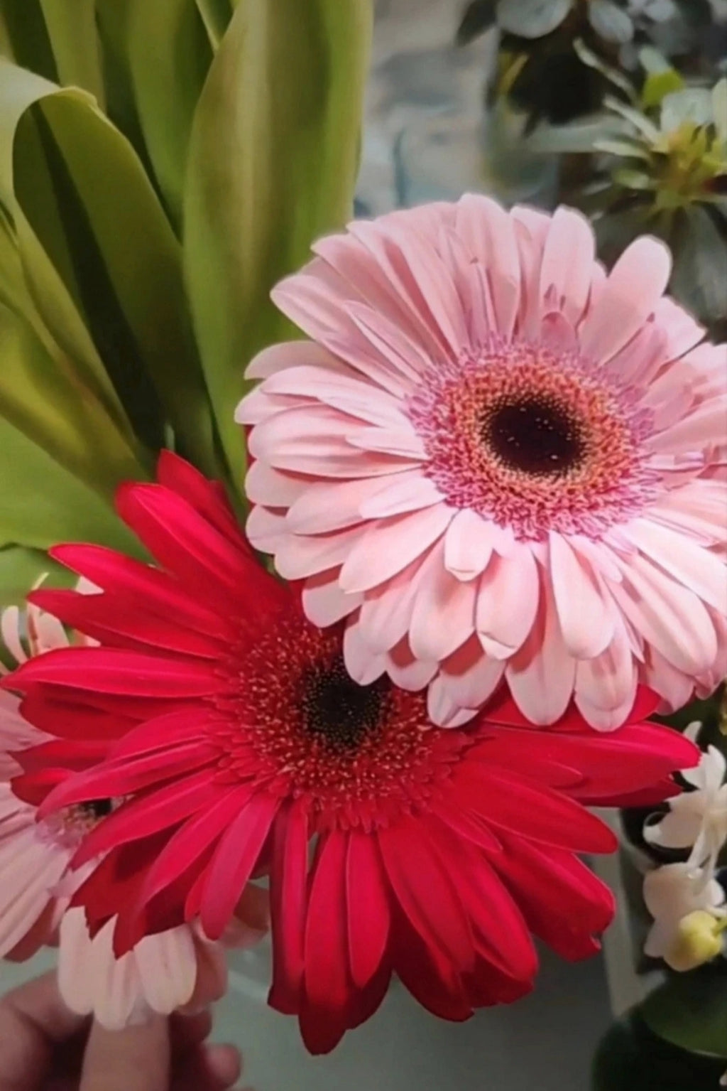 Clip de pelo de gerbera