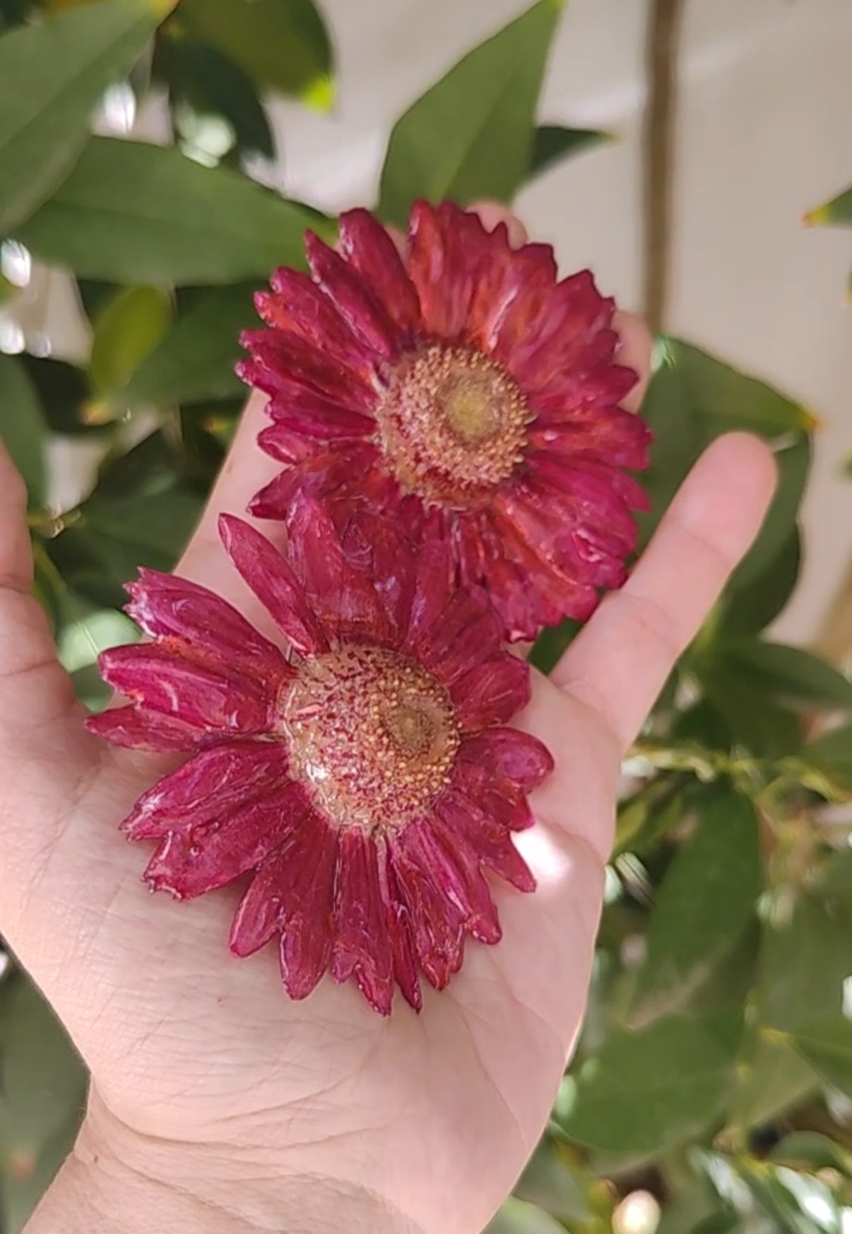 Real red Gerbera Flower Earrings. Handmade Resin Jewelry, Pressed Flowers, Botanical Floral Earrings Gift
