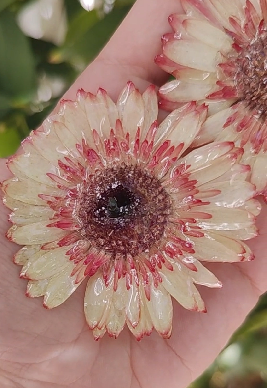Real Gerbera Flower Earrings. Handmade Resin Jewelry, Yellow & Blush Pink Pressed Flowers, Botanical Floral Earrings Gift