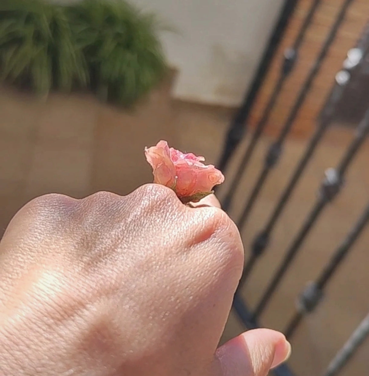 Anillo de rosa real resinada